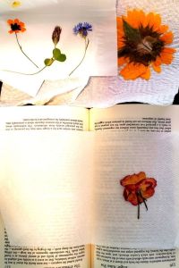 DIY Pressed Flowers