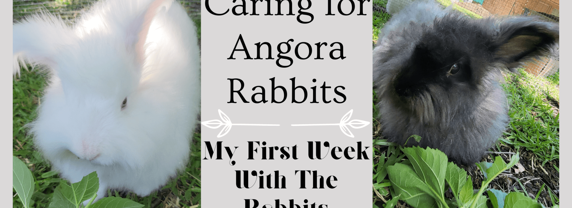 Caring for Angora Rabbits