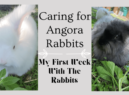 Caring for Angora Rabbits